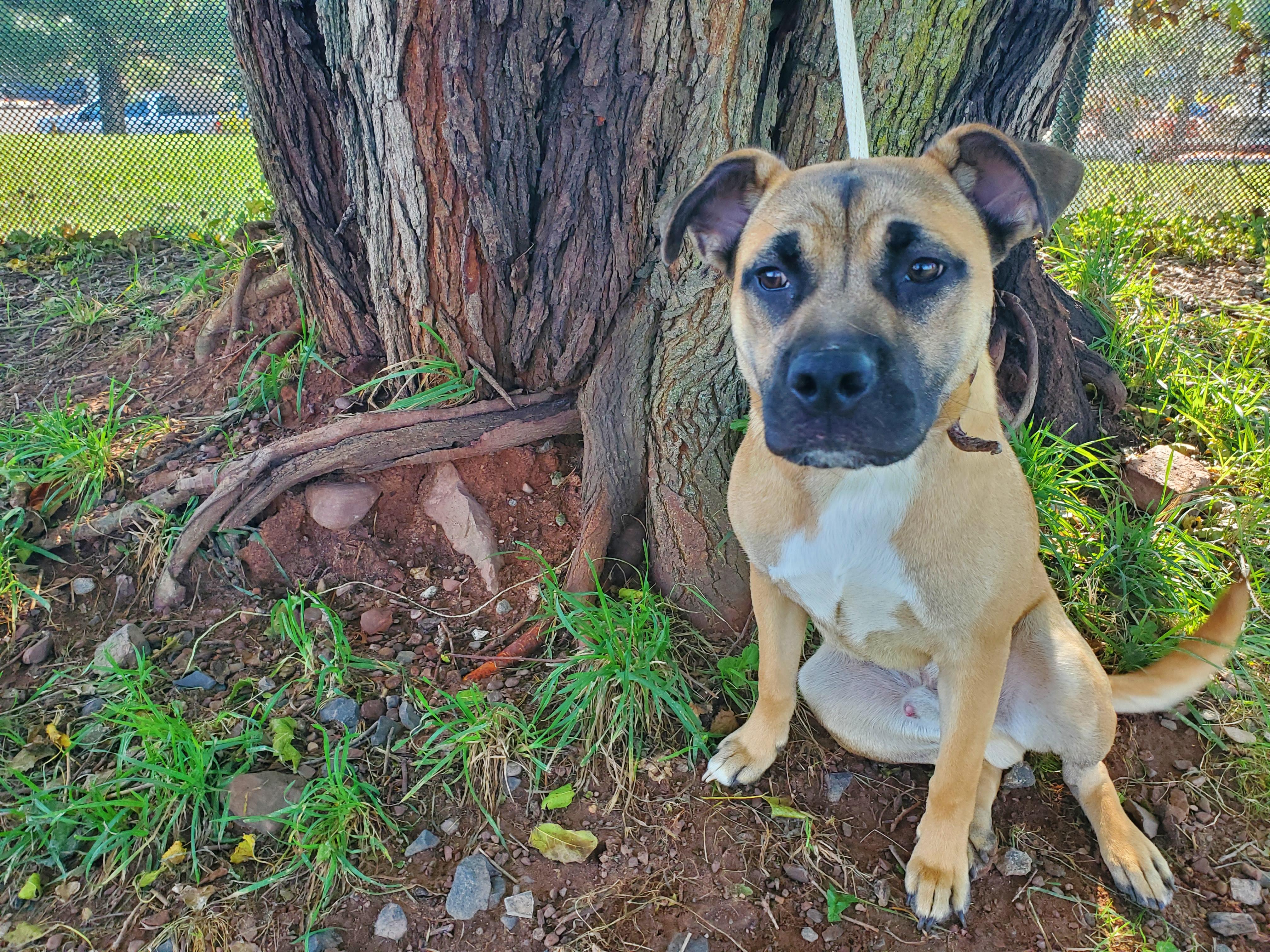 Enlarge Arlo, an adoptable mixed breed in Jersey city, NJ image 2/2