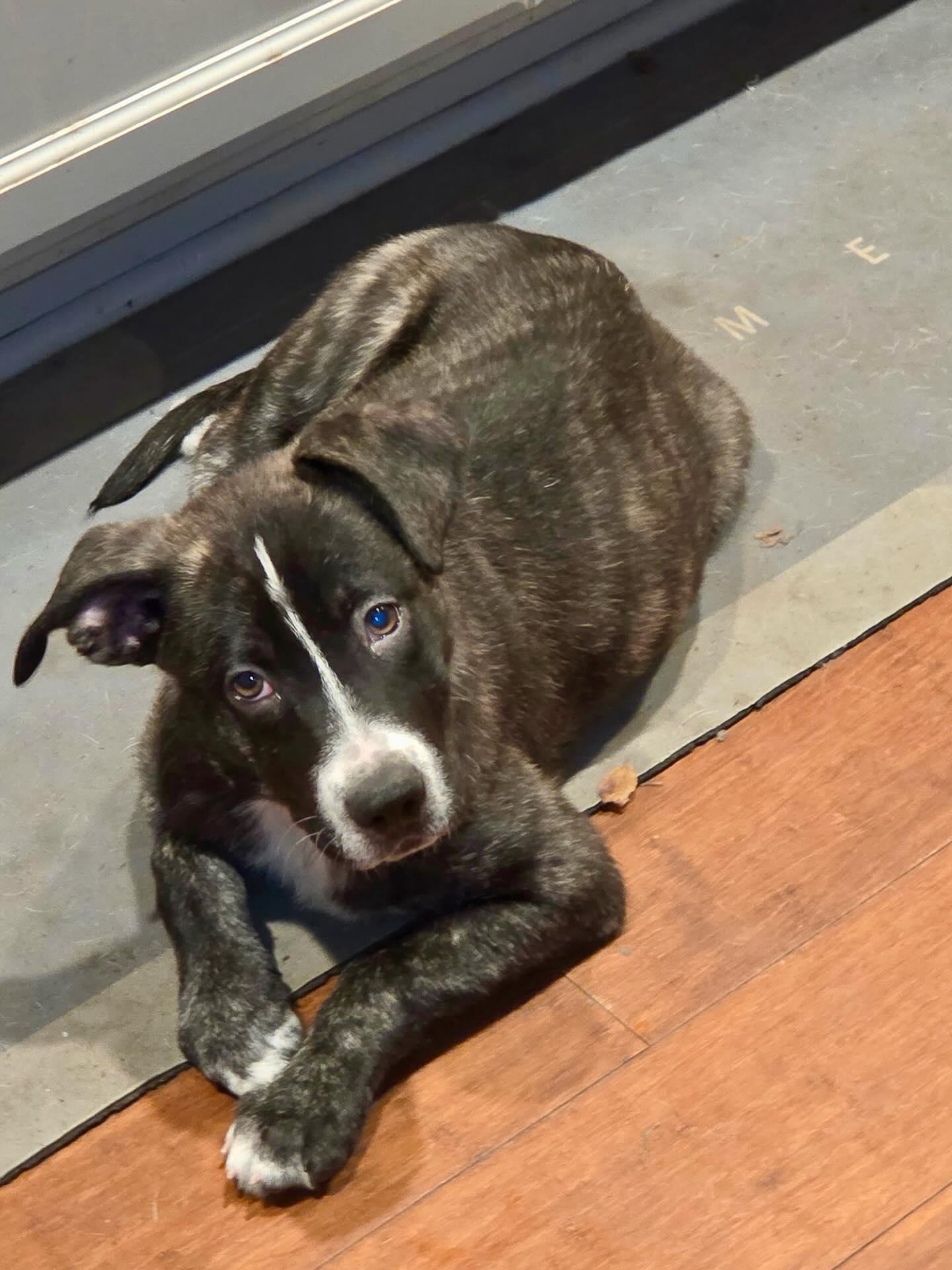 Baloo, ADOPTABLE, Young Male American Staffordshire Terrier.