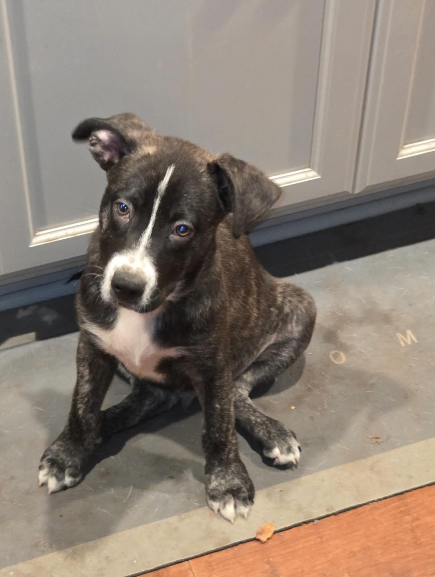 Enlarge Baloo, a ADOPTABLE mixed breed in Kenmore, NY image 2/2