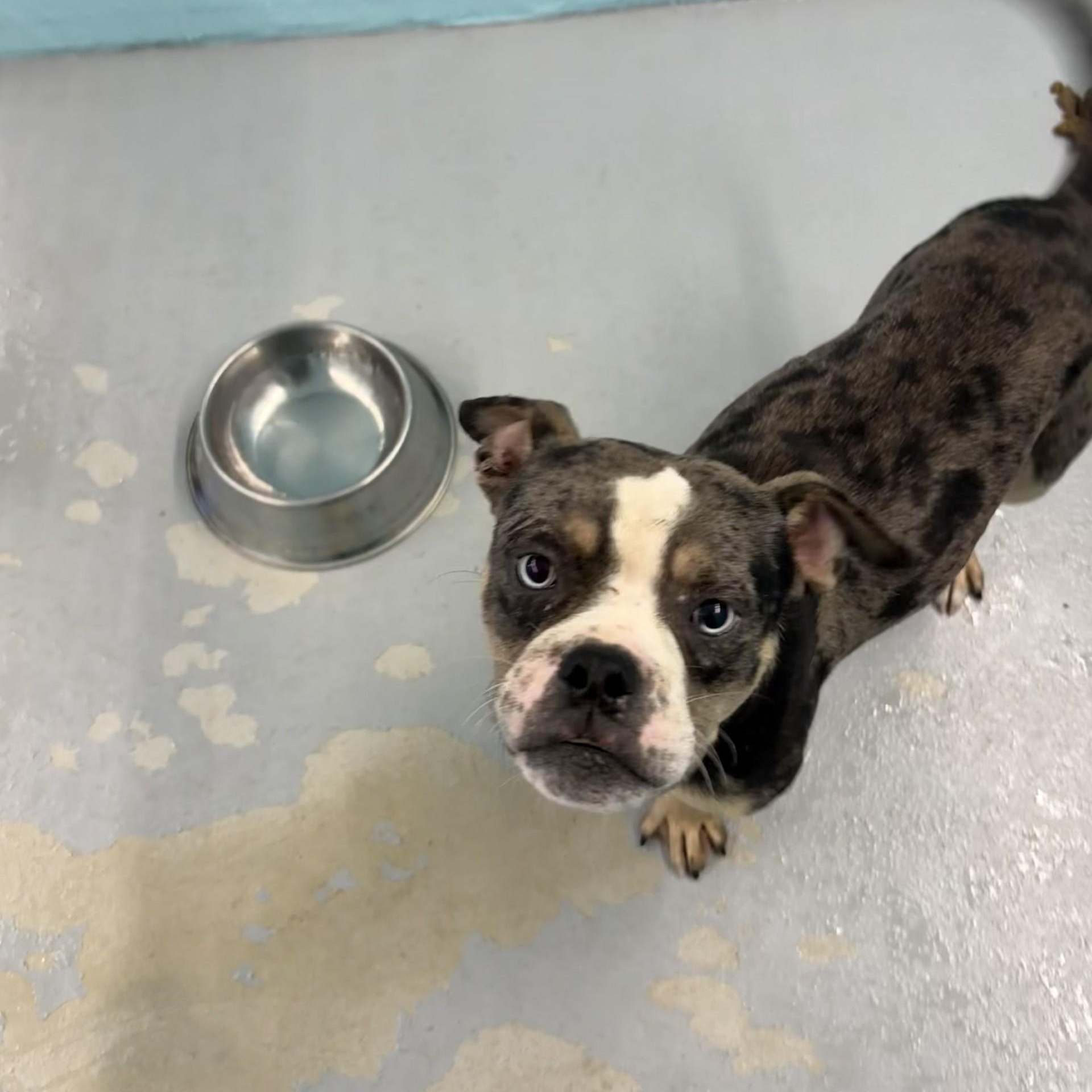 Sonny, Adoptable, Adult Male Pit Bull Terrier.