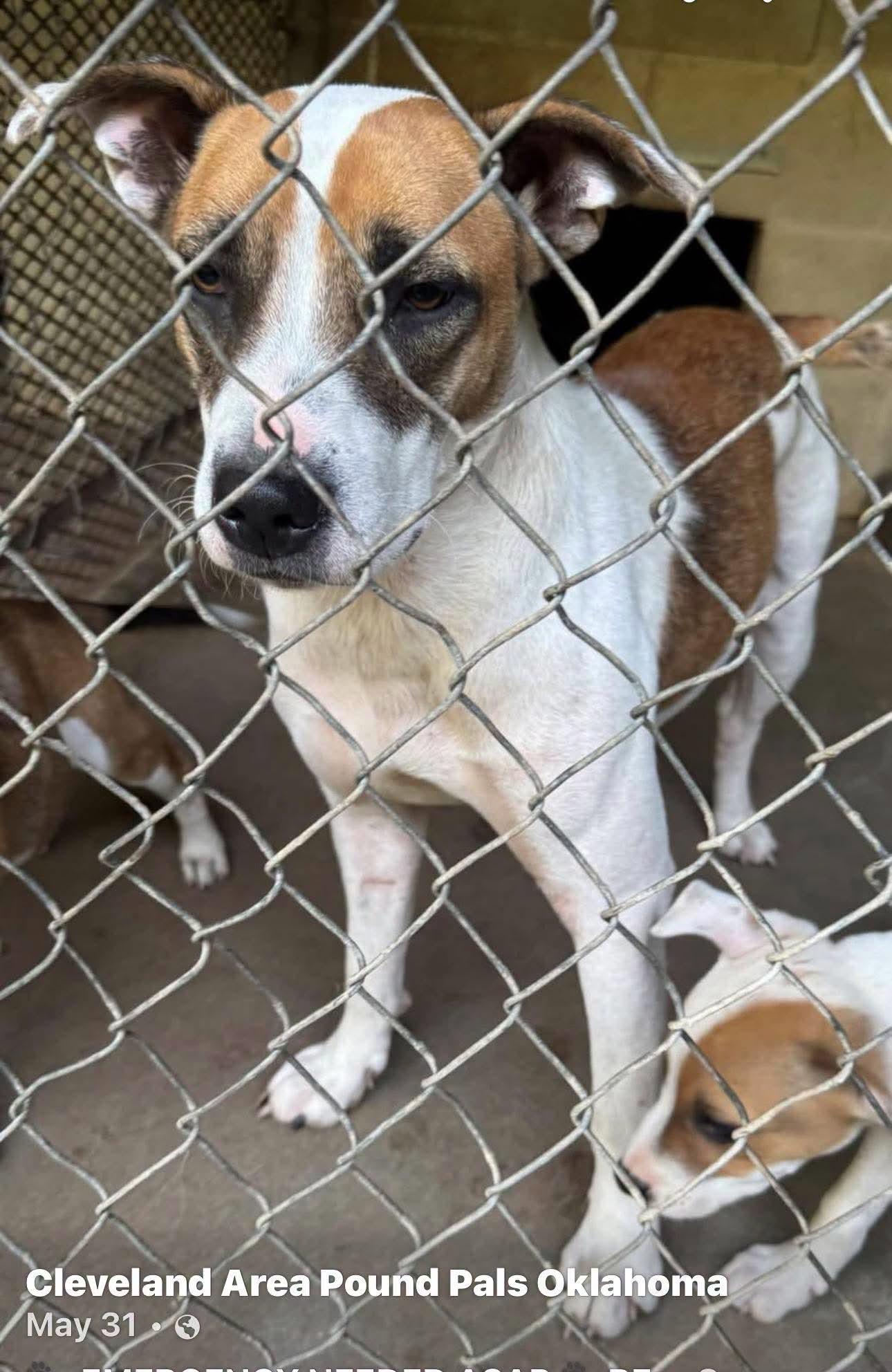TT, ADOPTABLE, Young Female Jack Russell Terrier & American Staffordshire Terrier.