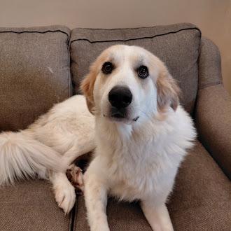 Dora, an adopted mixed breed in Germantown, TN image 1/4