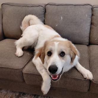 Dora, an adopted mixed breed in Germantown, TN image 2/4