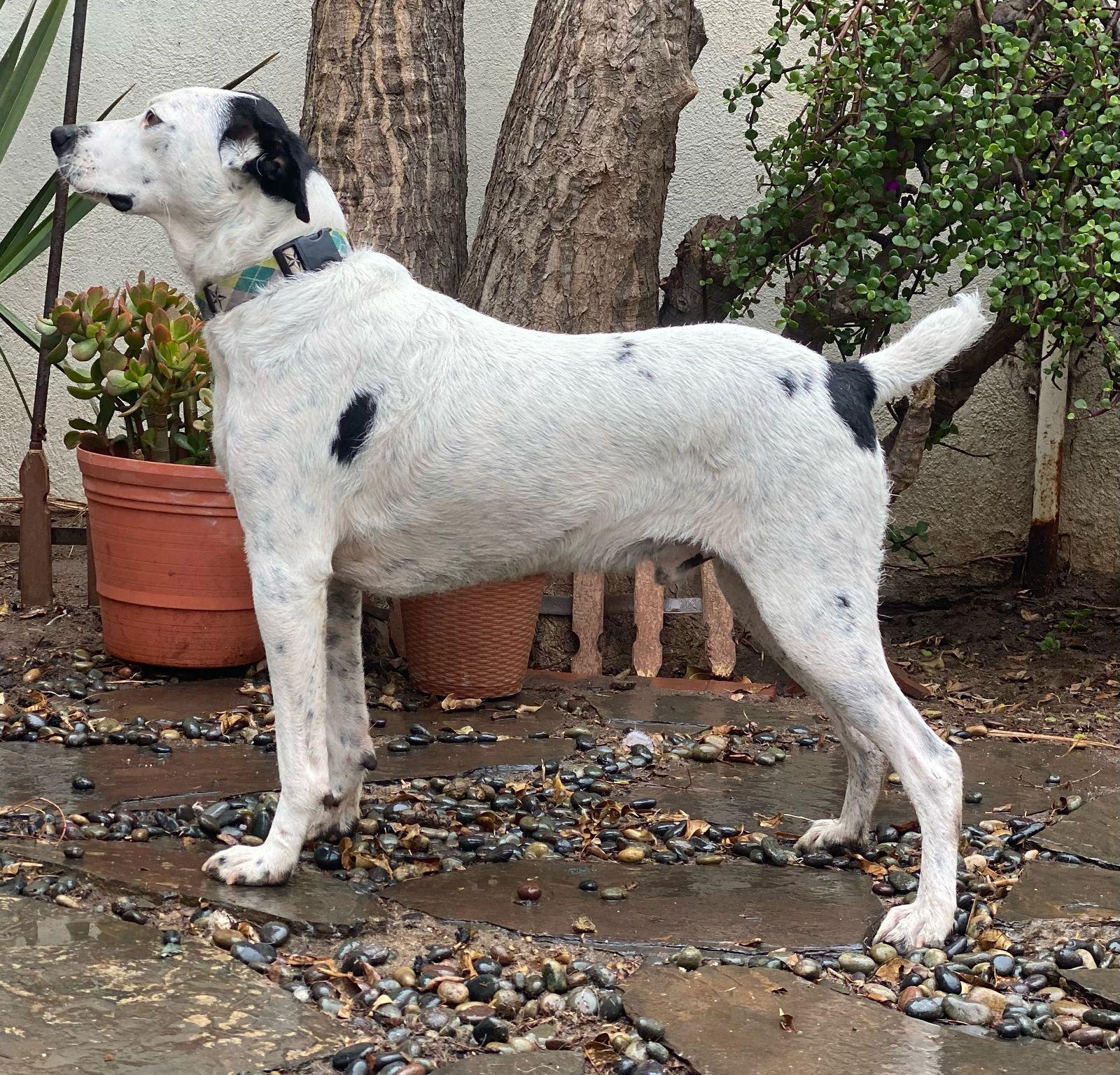 Snoopy, a Adoptable Terrier in San Diego, CA image 1/3