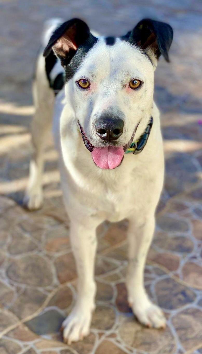Snoopy, a Adoptable Terrier in San Diego, CA image 2/3