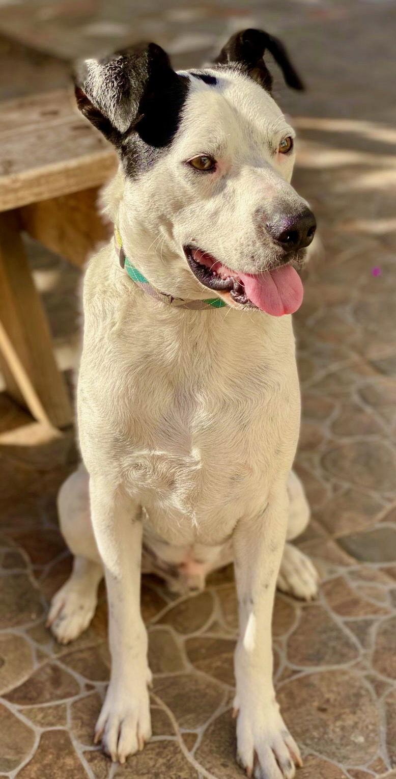 Snoopy, a Adoptable Terrier in San Diego, CA image 3/3