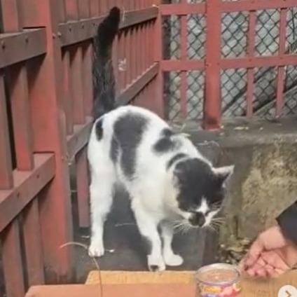 Indigo, Adoptable, Adult Male Domestic Short Hair.