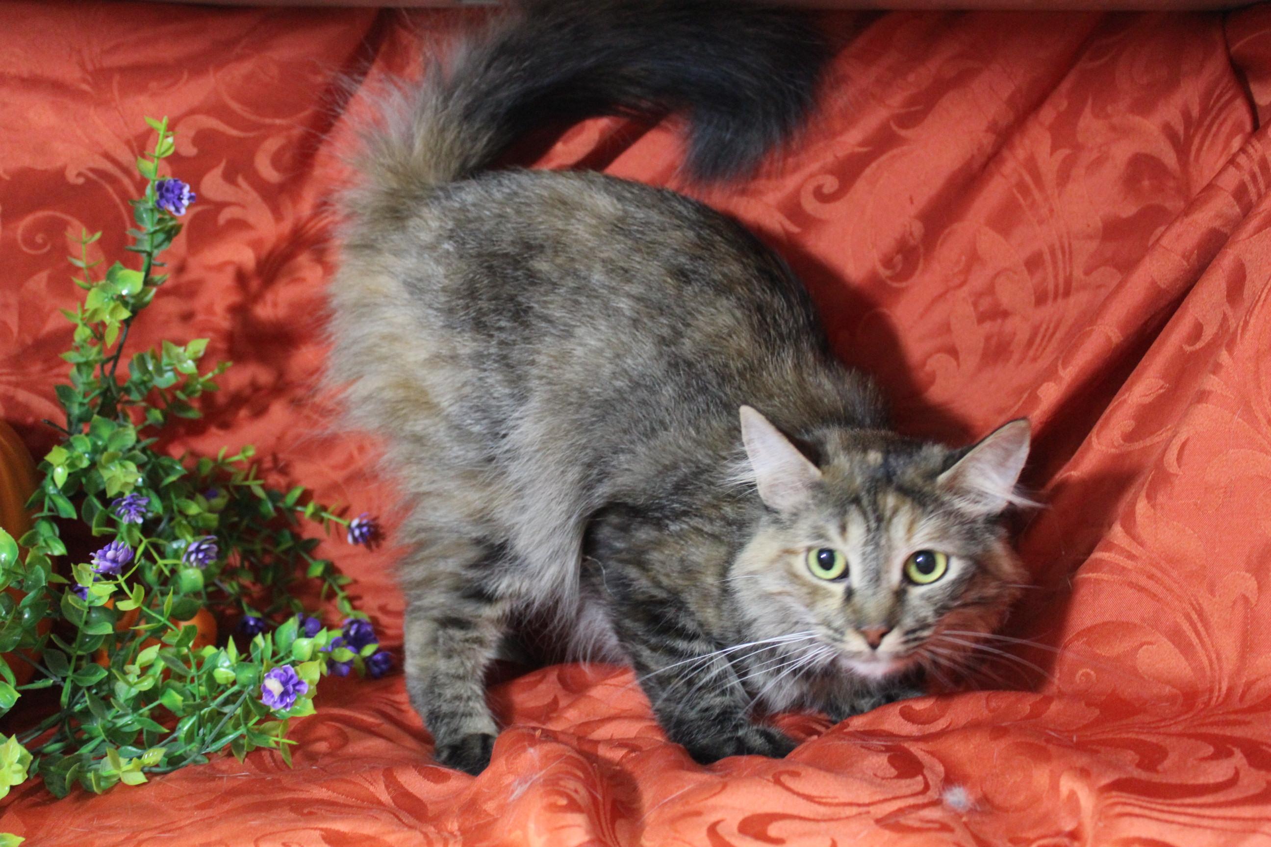 Burger, a Adoptable American Shorthair in Yuma, AZ image 3/3