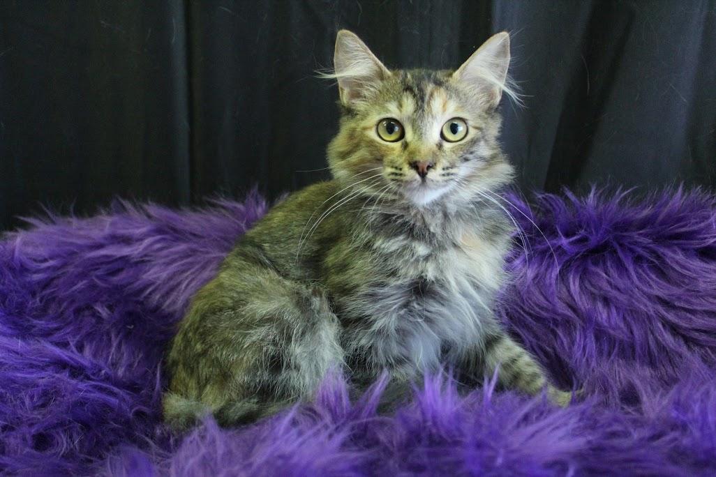 Burger, a Adoptable American Shorthair in Yuma, AZ image 2/3