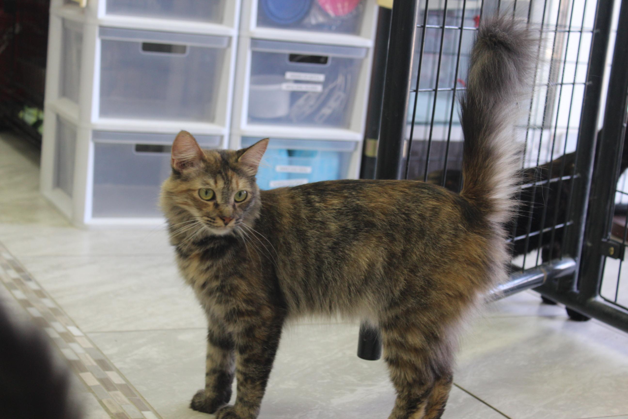 Burger, Adoptable, Adult Female American Shorthair.