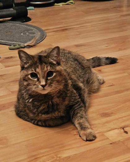 Maléfique, Adoptable, Senior Female Domestic Medium Hair & Domestic Short Hair.