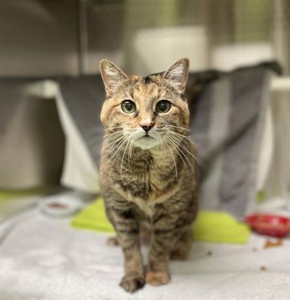 Enlarge MalÈfique, a Adoptable mixed breed in Montreal, QC image 2/3