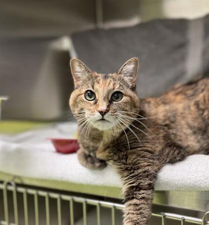 Enlarge MalÈfique, a Adoptable mixed breed in Montreal, QC image 3/3