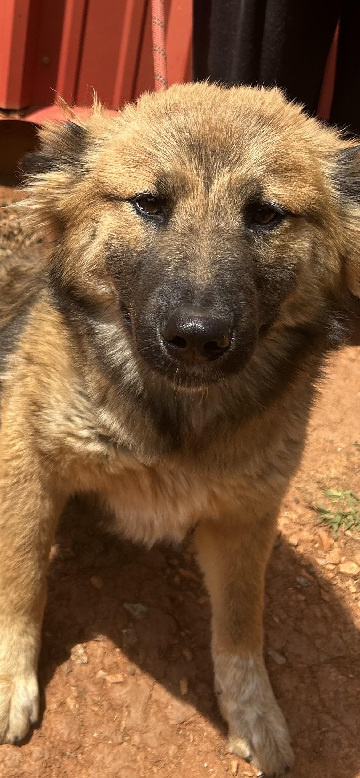 SHEBA, ADOPTABLE, Young Female Belgian Shepherd / Sheepdog & Flat-Coated Retriever.