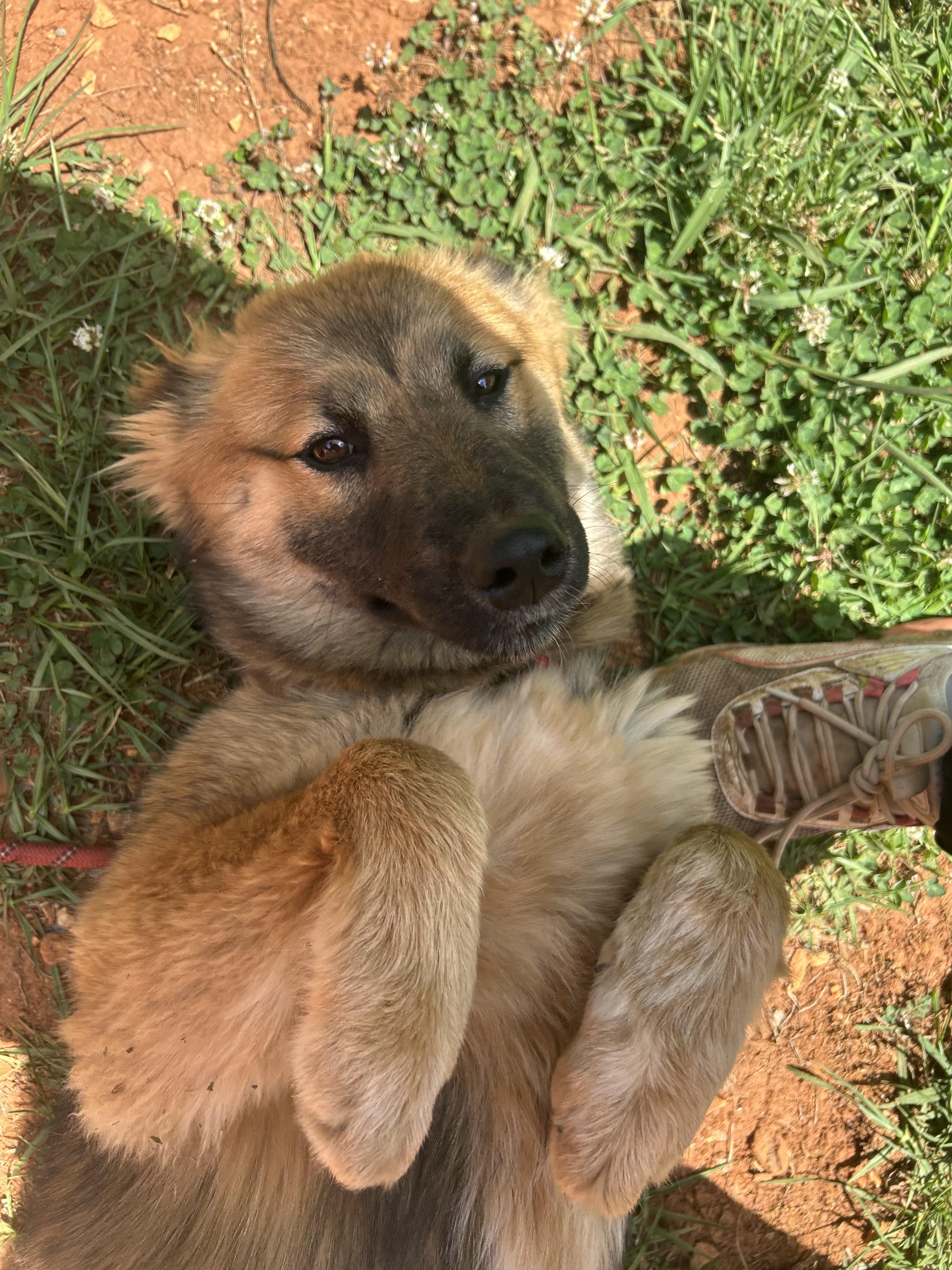 SHEBA, a ADOPTABLE mixed breed in Sylacauga, AL image 2/2