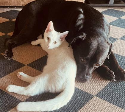 Enlarge Boo, a Adopted Domestic Short Hair in Sullivan, IN image 1/1