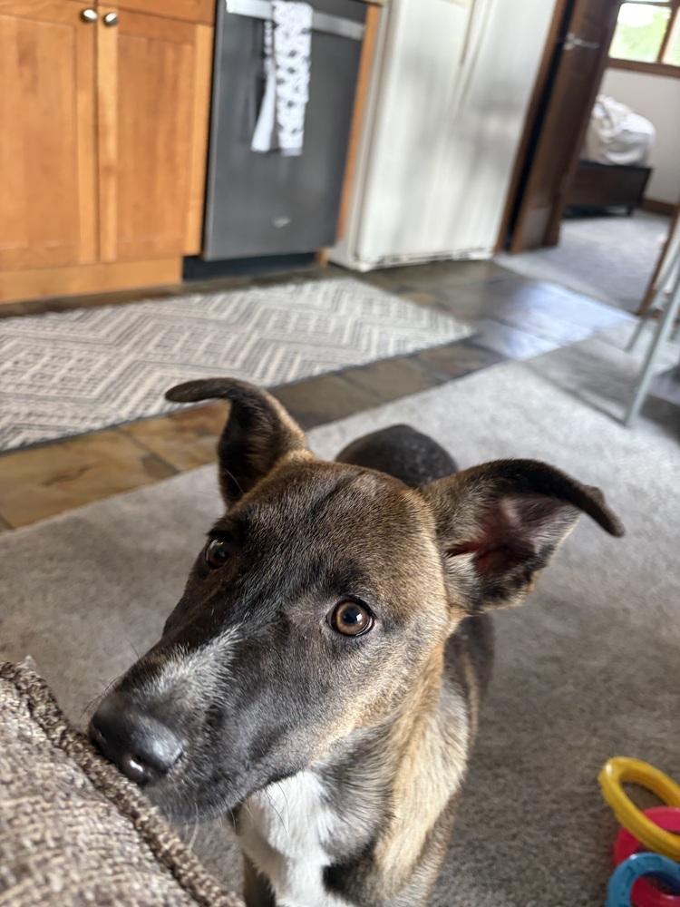 Falco, Adoptable, Puppy Female Labrador Retriever & Husky.