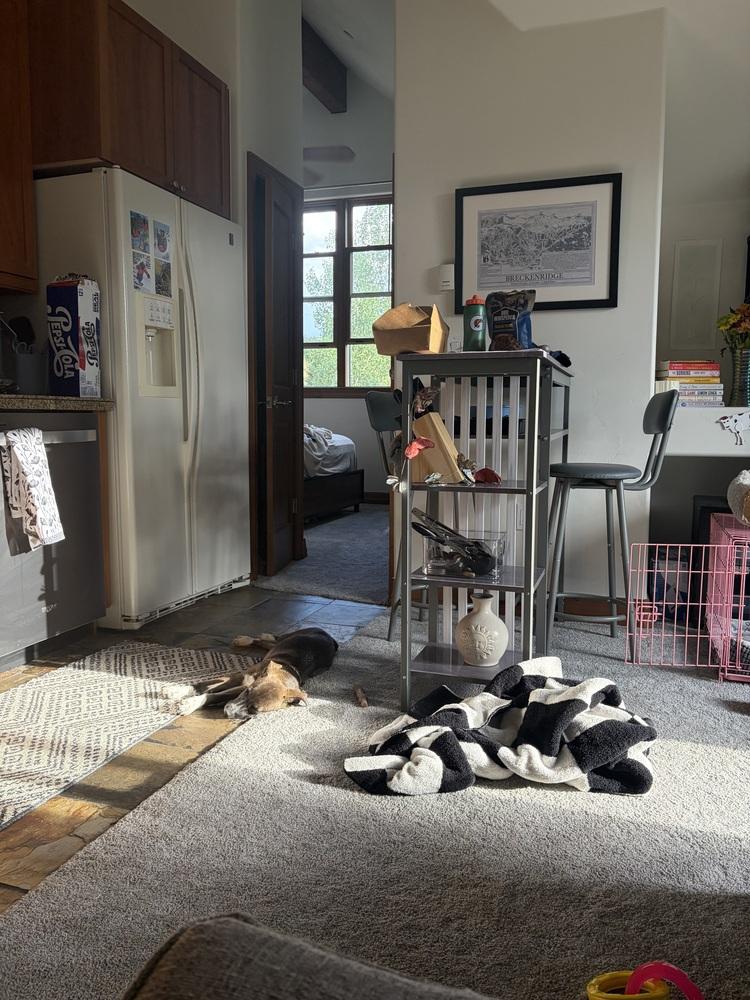Enlarge Falco, a Adoptable mixed breed in Denver, CO image 2/3