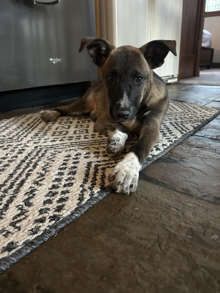 Enlarge Falco, a Adoptable mixed breed in Denver, CO image 3/3