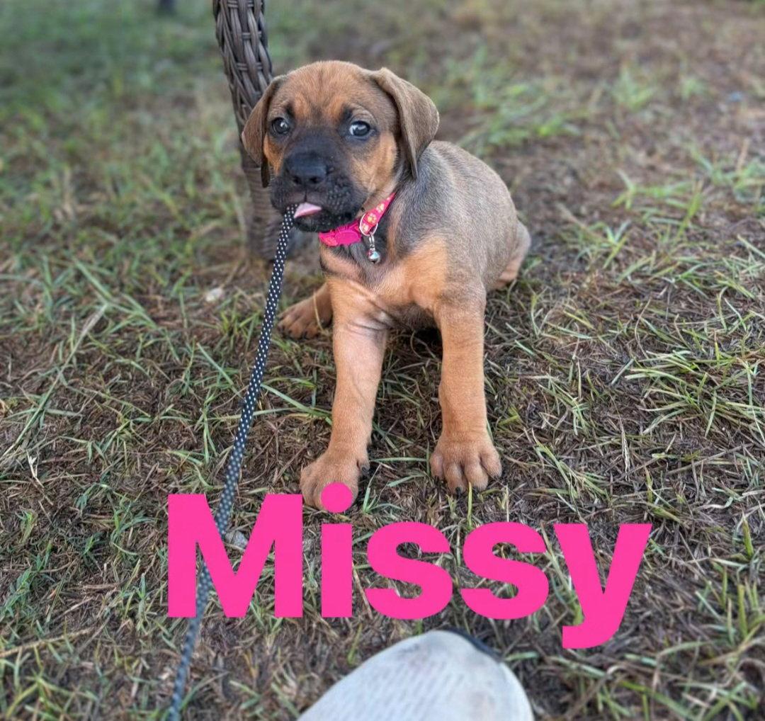 Missy, Adoptable, Puppy Female Black Mouth Cur & Hound.