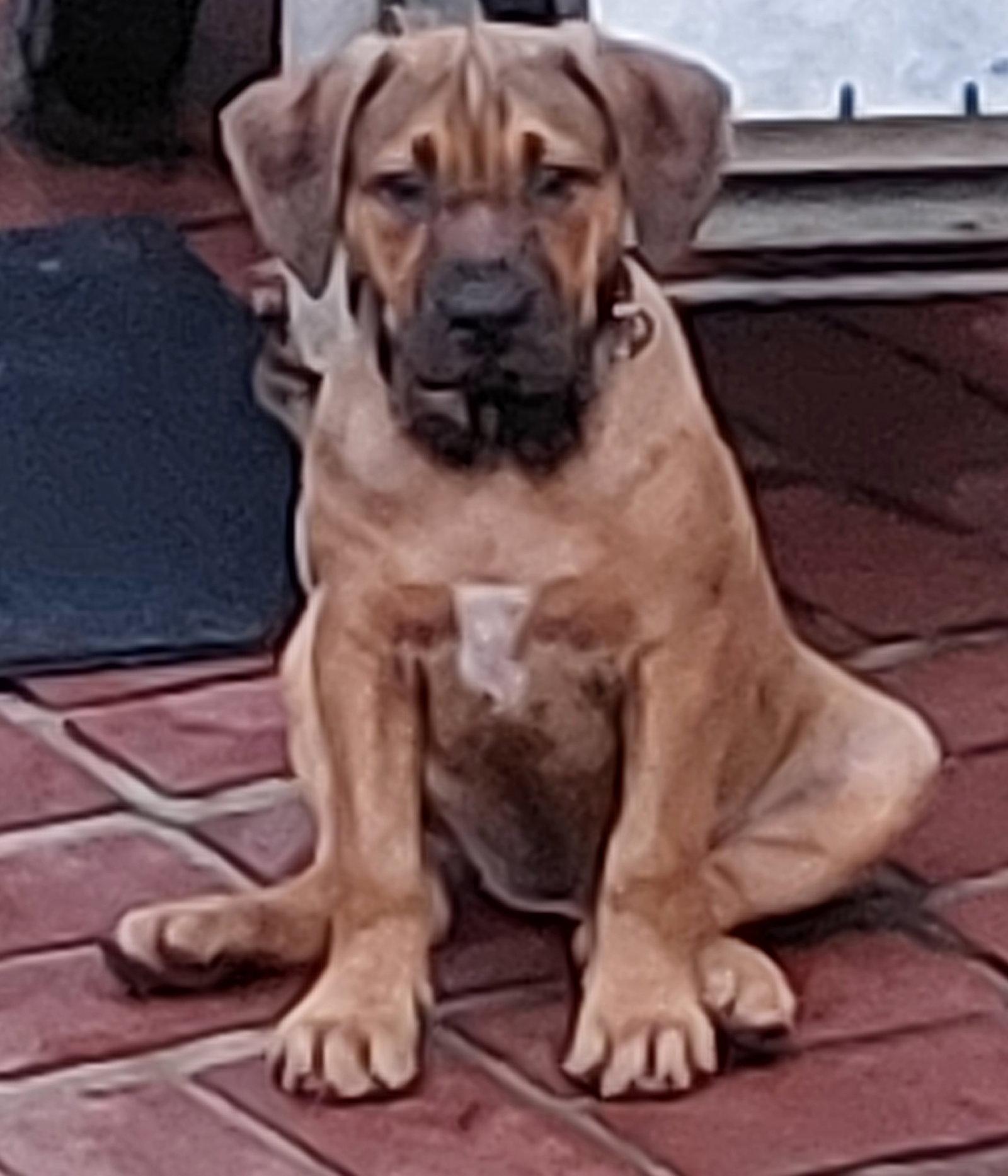 Enlarge Missy, a Adoptable mixed breed in Sanford, FL image 2/3