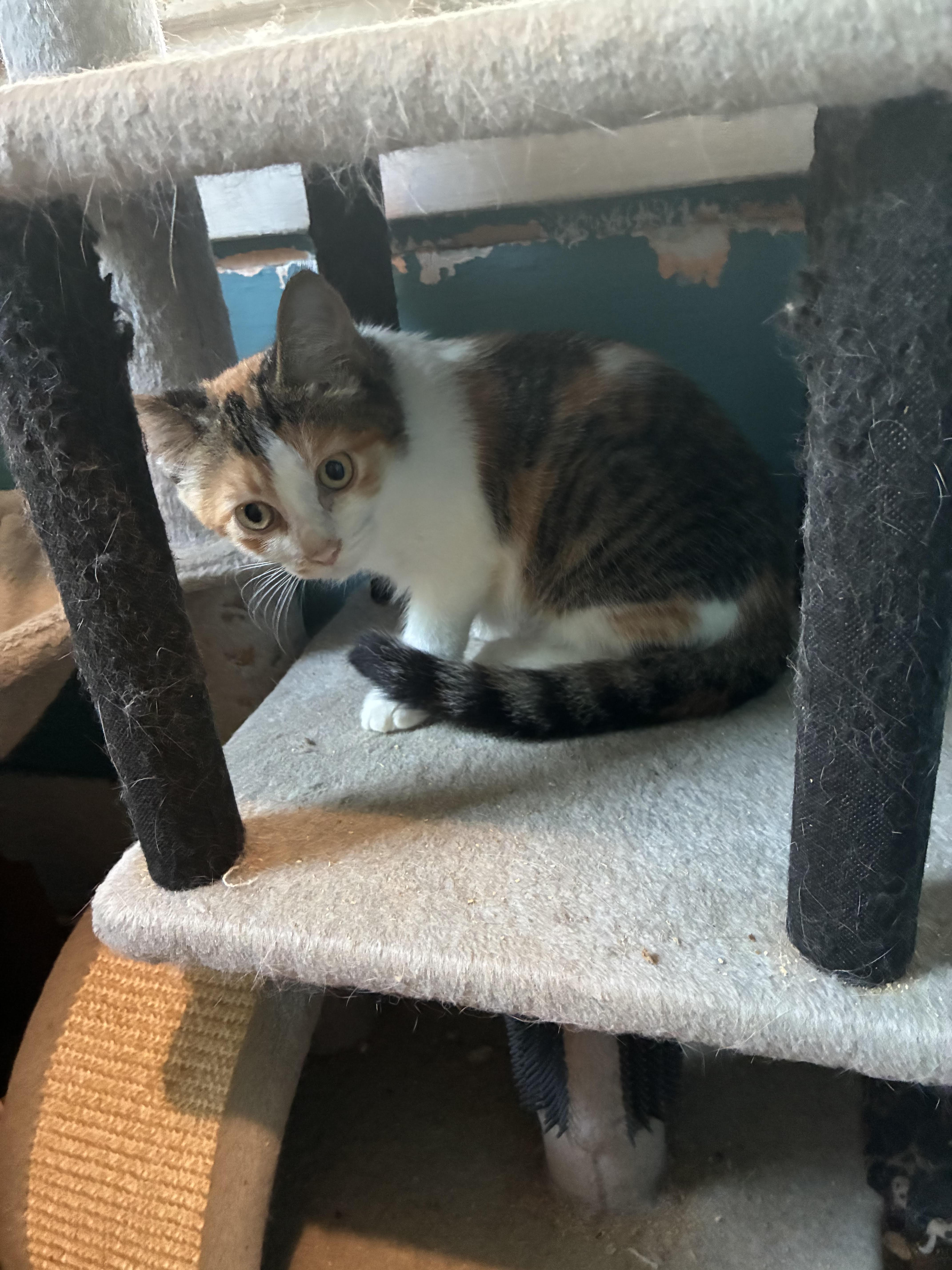 Enlarge JuJu, a ADOPTABLE mixed breed in Howell, MI image 2/2
