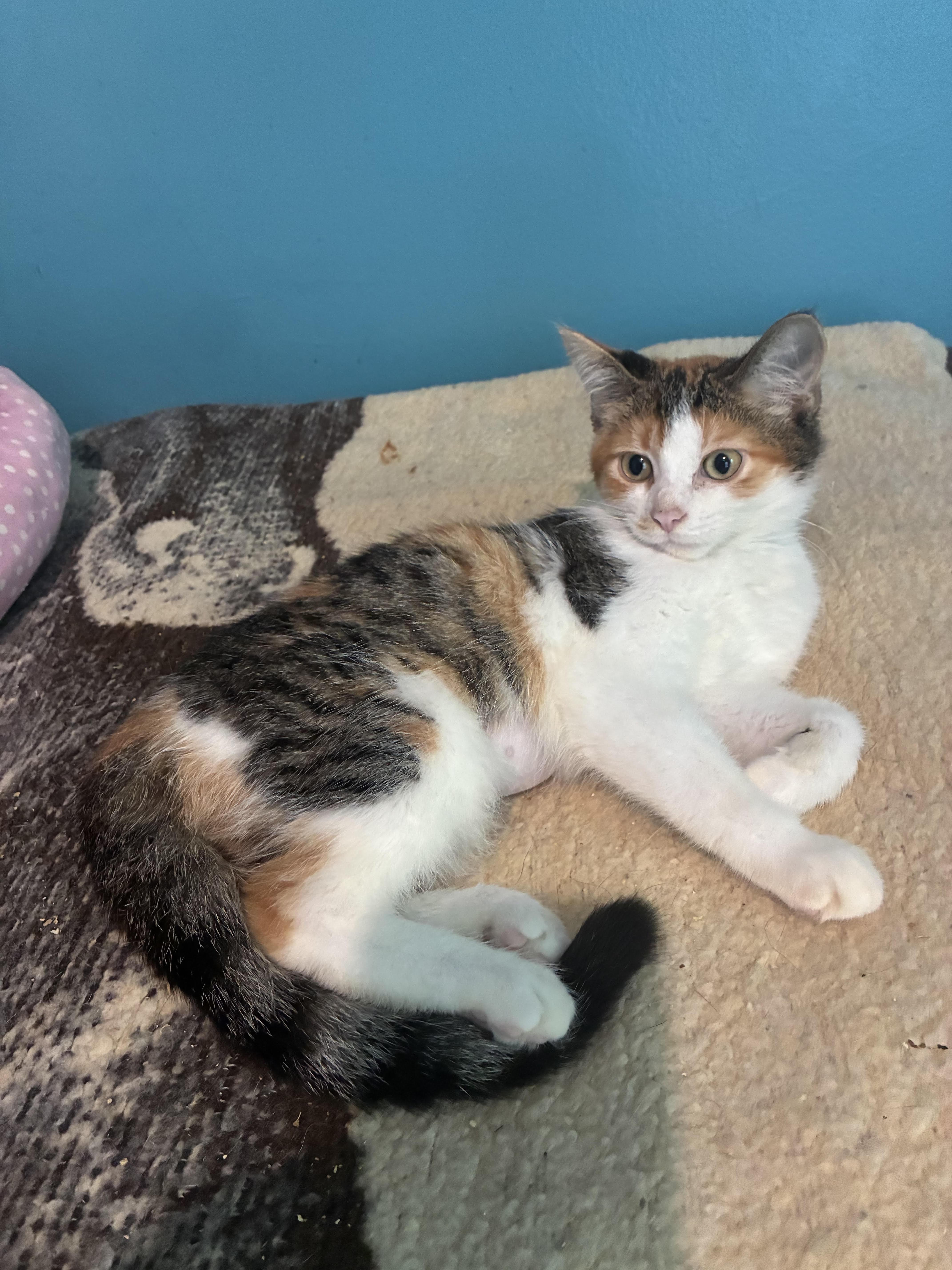 Enlarge JuJu, a ADOPTABLE mixed breed in Howell, MI image 1/2