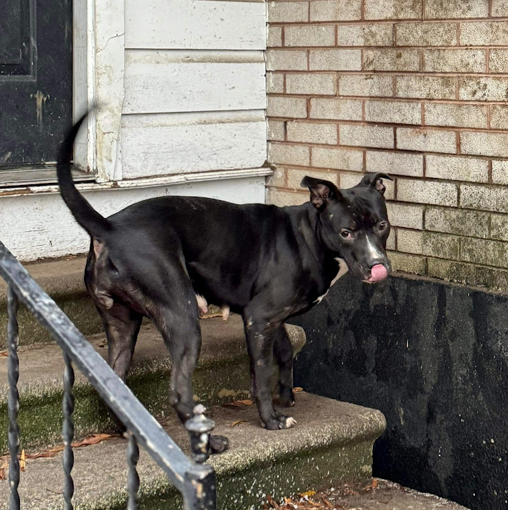 Ruthie, a Adoptable Pit Bull Terrier in Shreveport, LA image 3/4