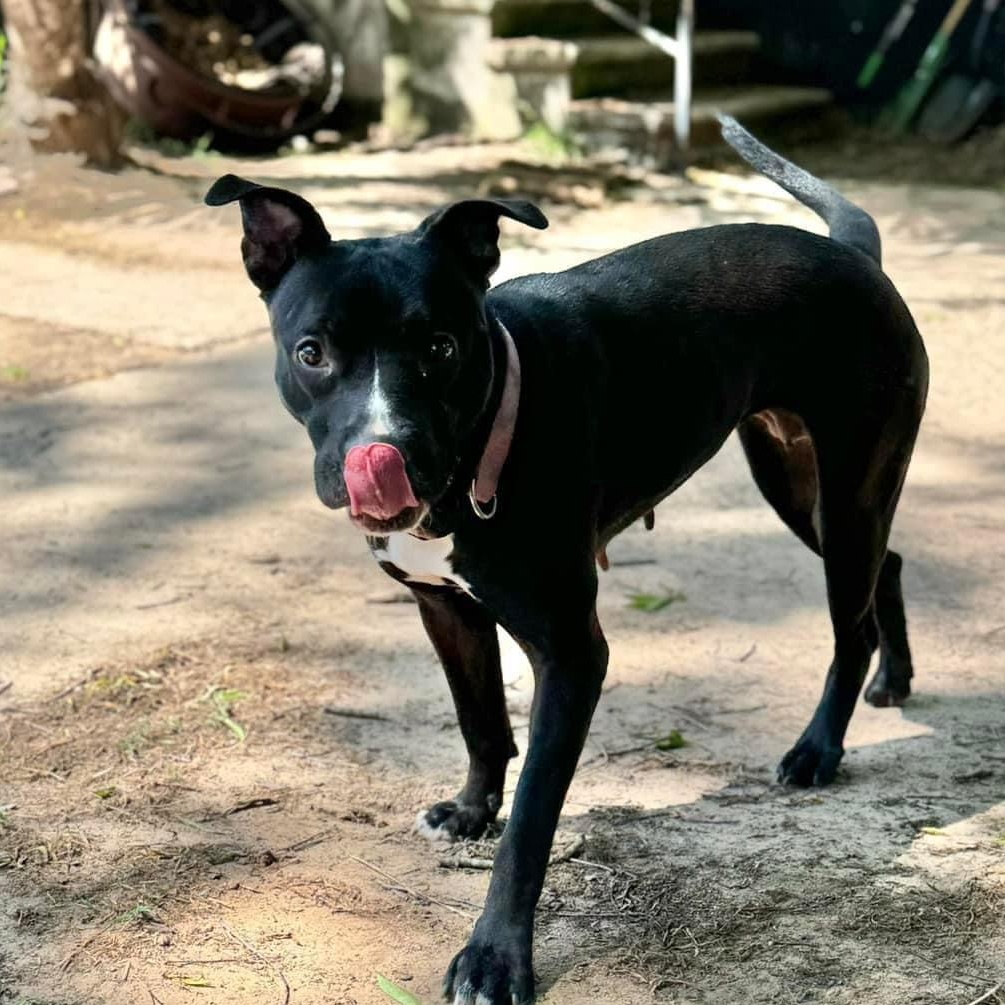 Ruthie, a Adoptable Pit Bull Terrier in Shreveport, LA image 2/4