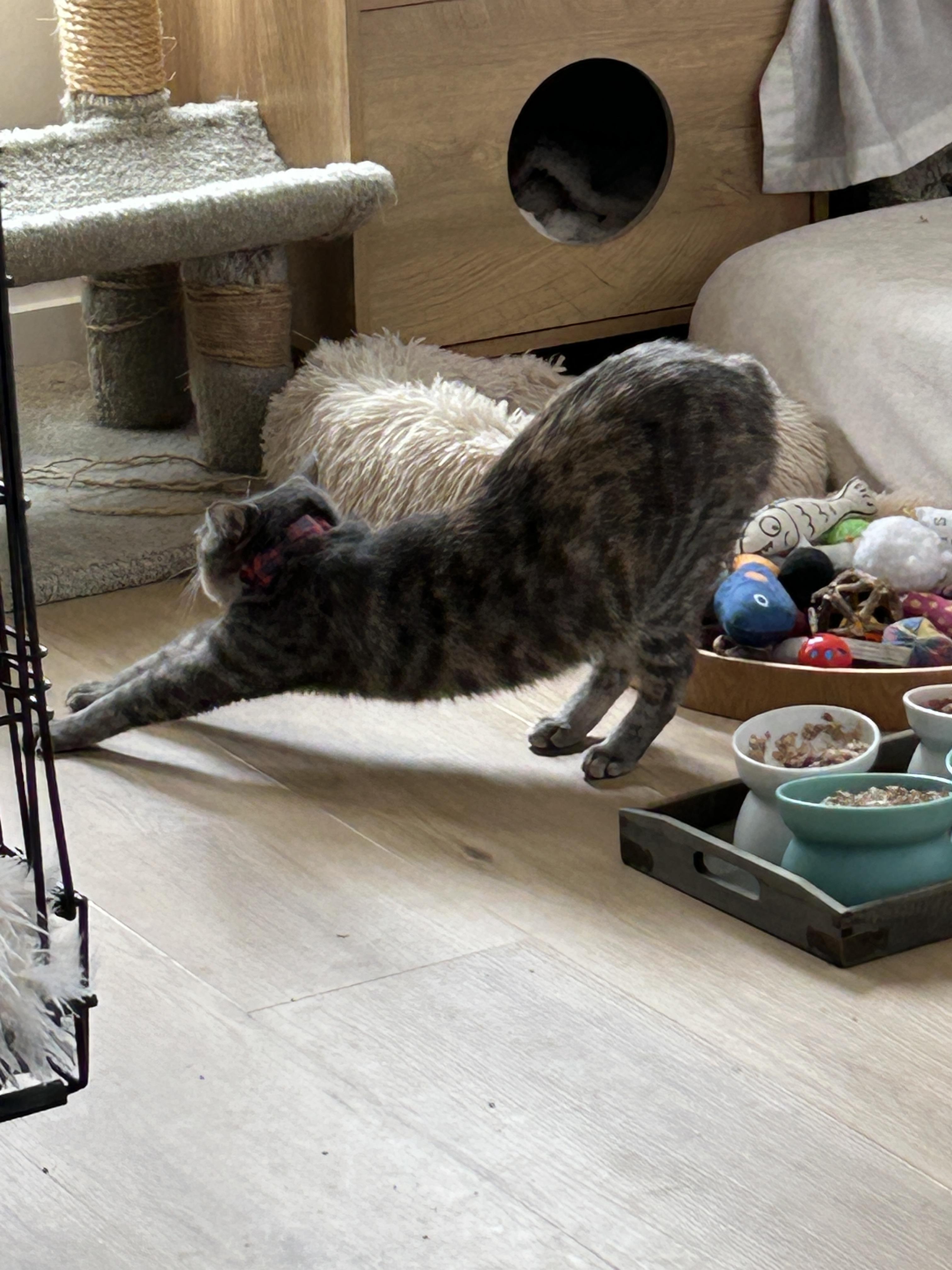 Enlarge Lexus (bonded with Beamer), a Adopted Domestic Short Hair in San Francisco, CA image 1/6