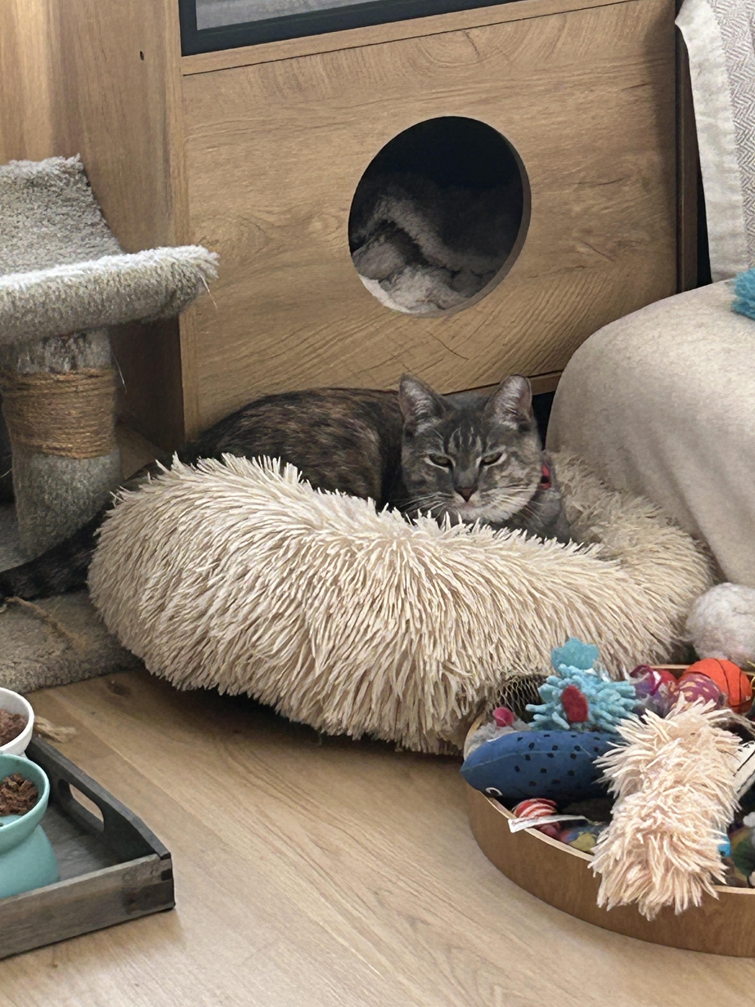 Enlarge Lexus (bonded with Beamer), a Adopted Domestic Short Hair in San Francisco, CA image 4/6