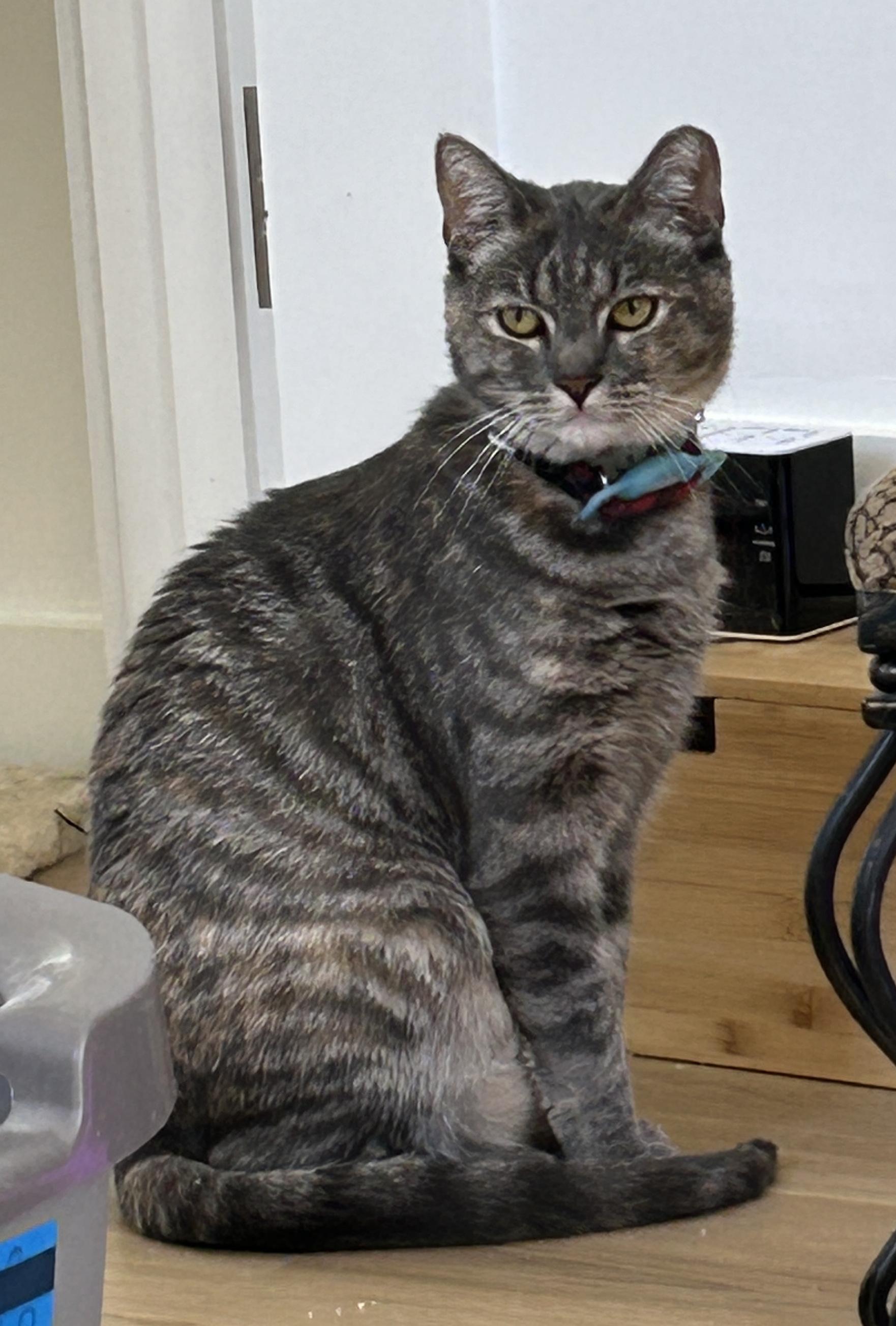 Enlarge Lexus (bonded with Beamer), a Adopted Domestic Short Hair in San Francisco, CA image 5/6