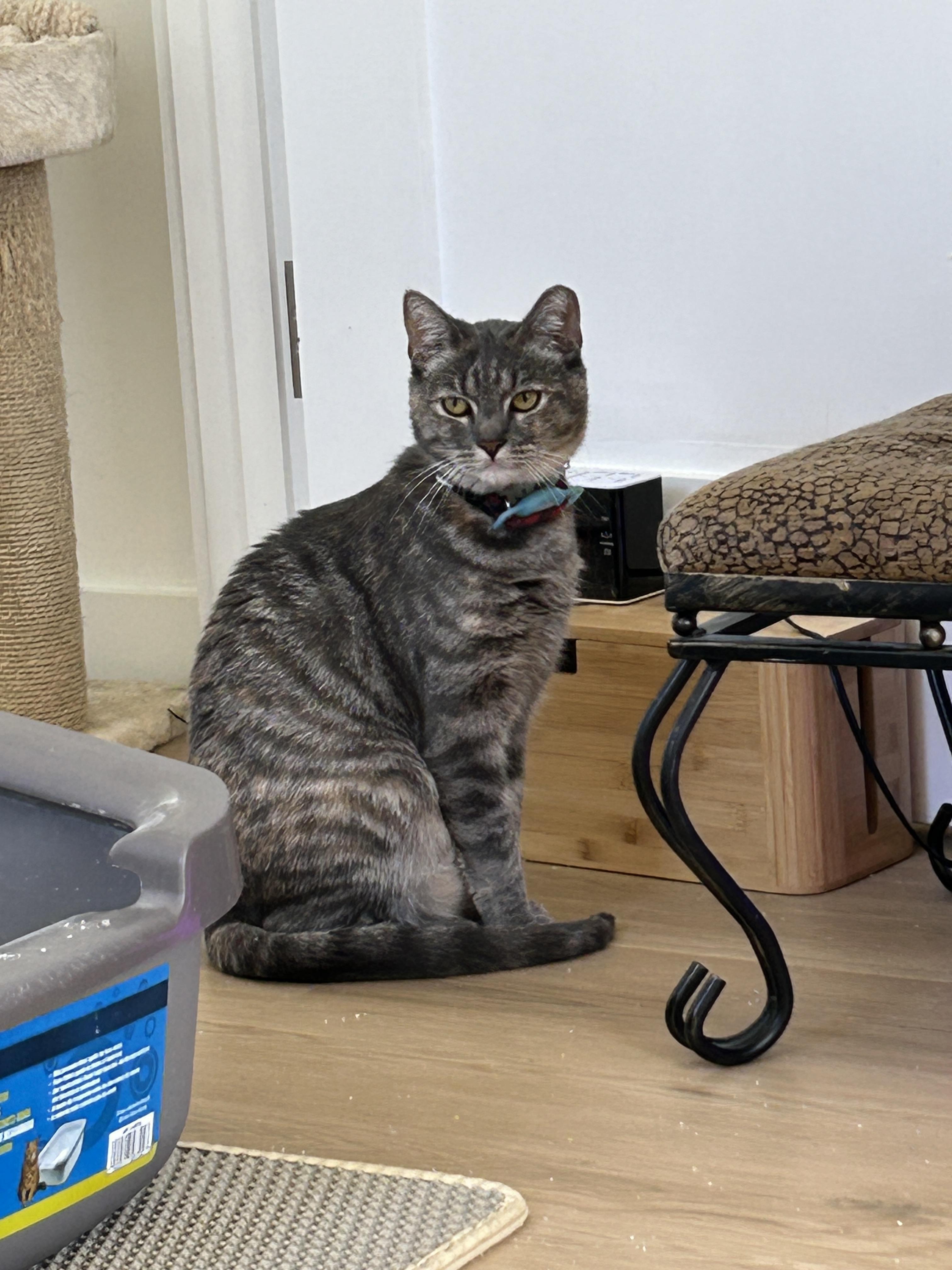 Enlarge Lexus (bonded with Beamer), a Adopted Domestic Short Hair in San Francisco, CA image 6/6