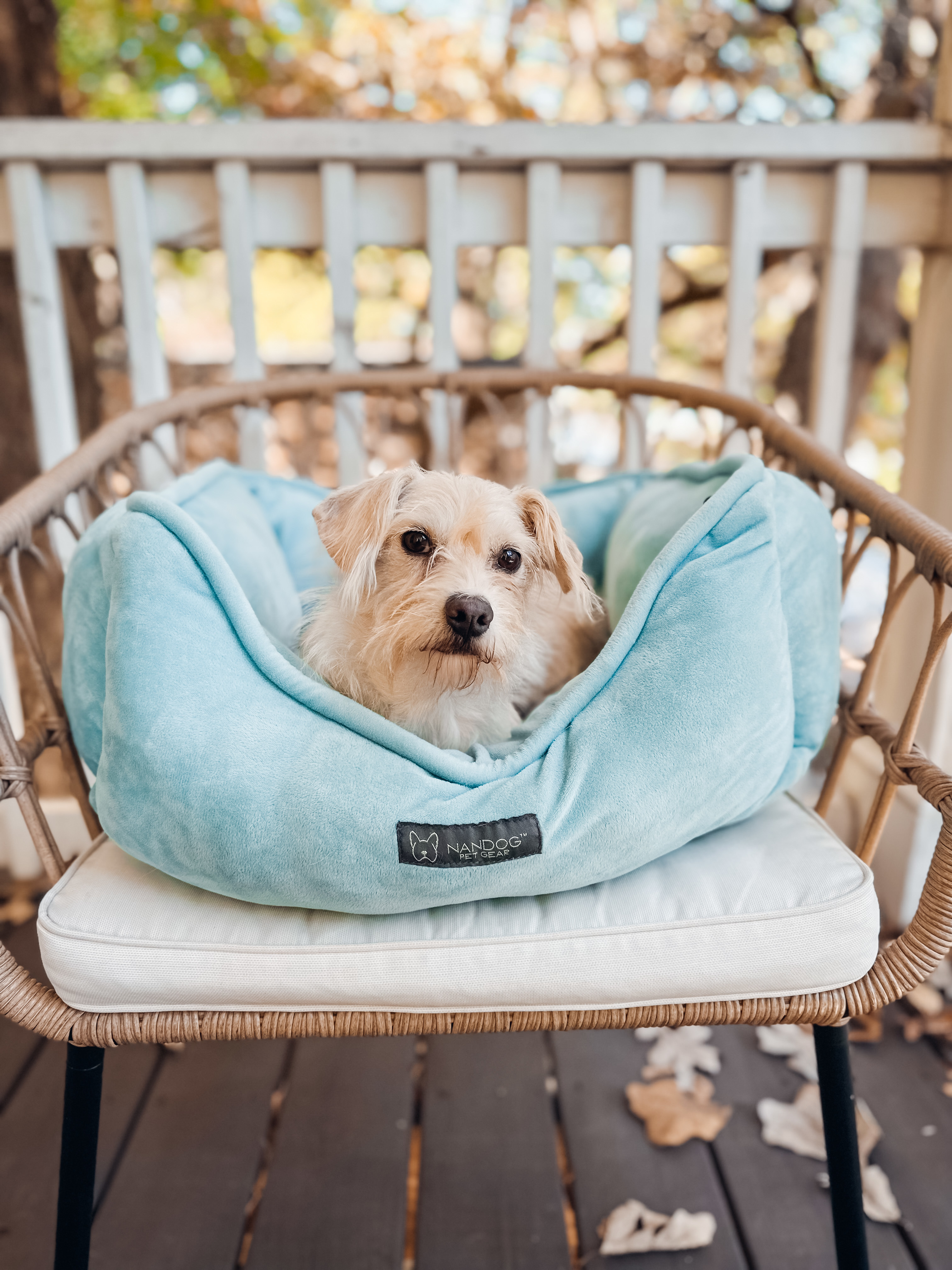 Bitsy, a Adoptable mixed breed in Atlanta, GA image 1/6