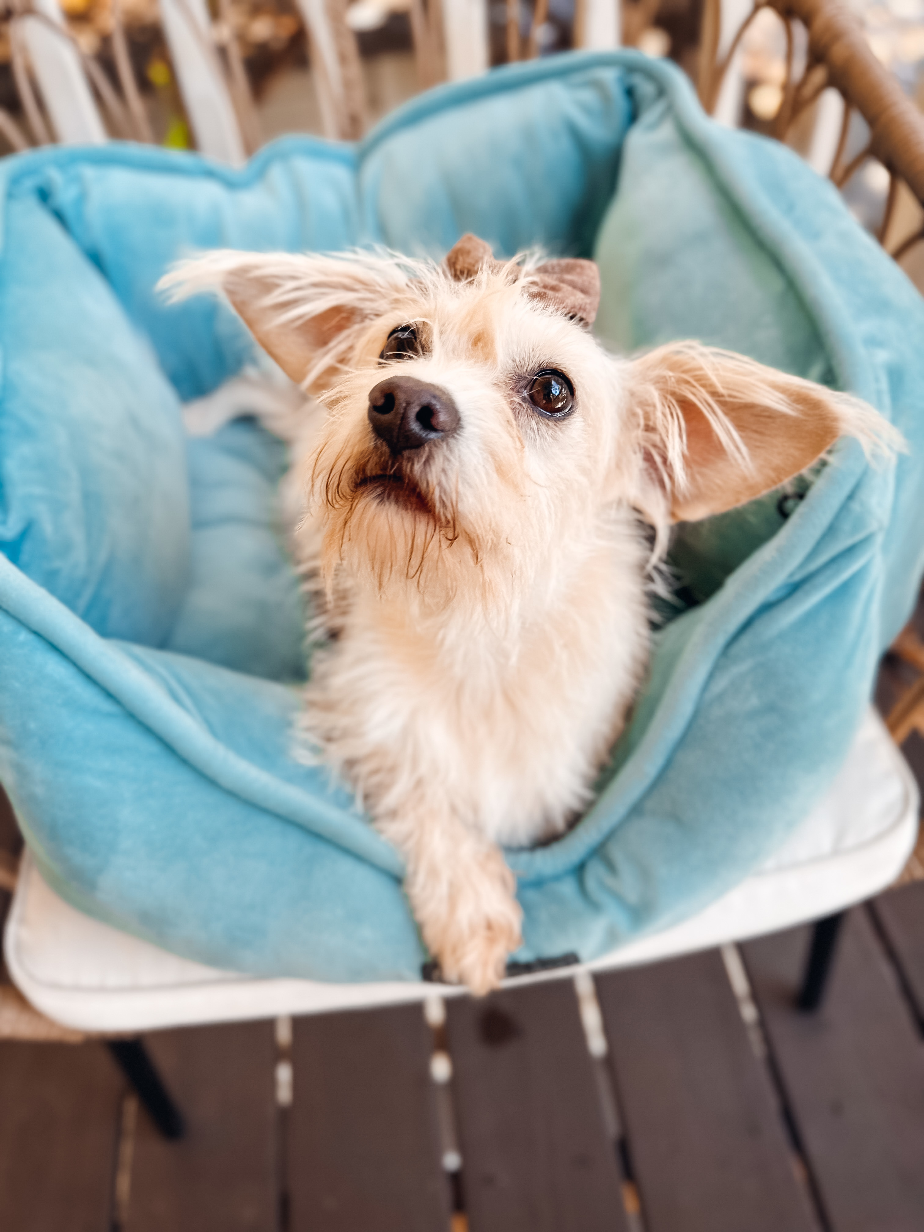 Bitsy, a Adoptable mixed breed in Atlanta, GA image 2/6