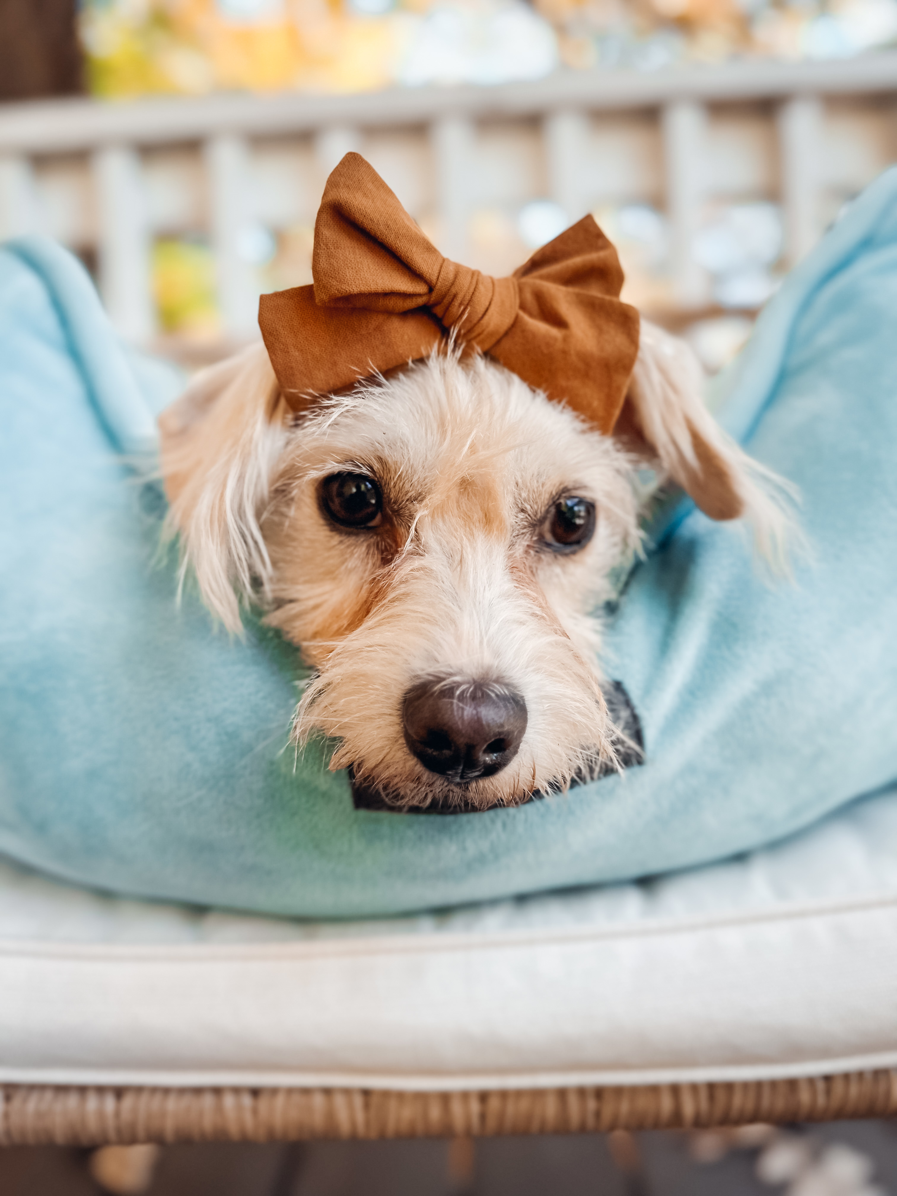 Bitsy, a Adoptable mixed breed in Atlanta, GA image 3/6