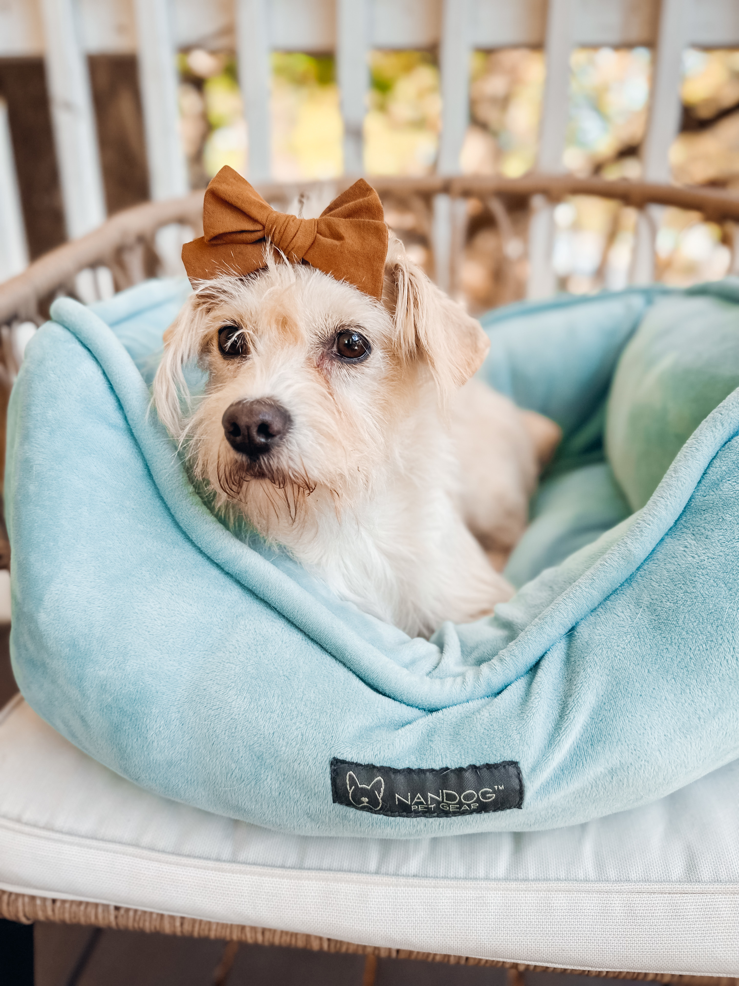 Bitsy, a Adoptable mixed breed in Atlanta, GA image 4/6