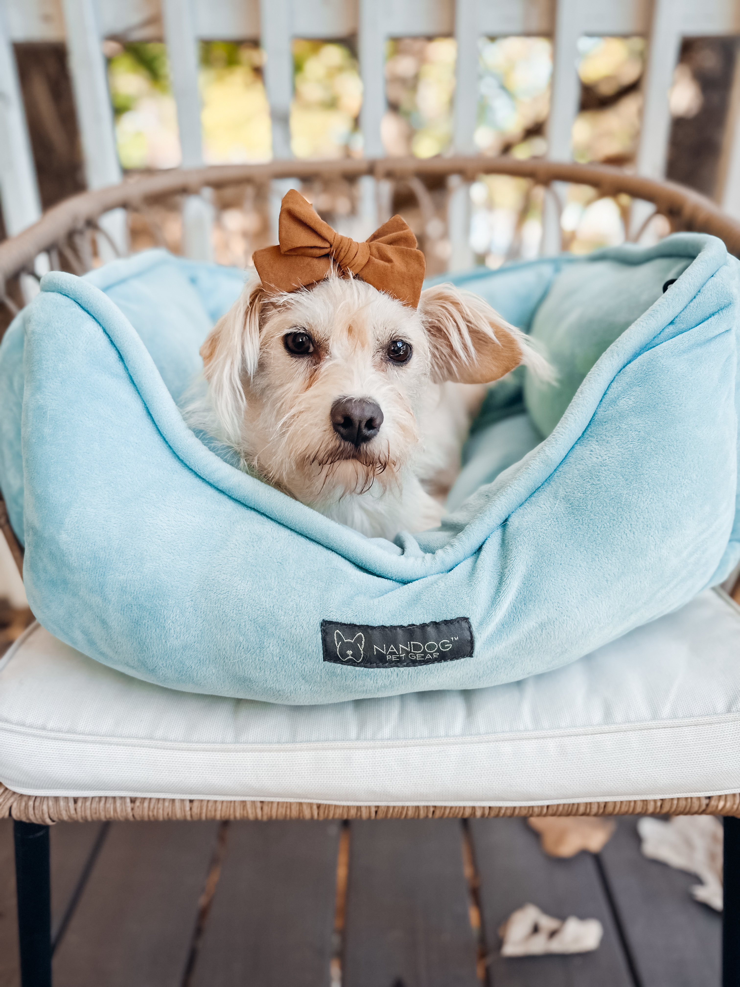 Bitsy, a Adoptable mixed breed in Atlanta, GA image 5/6