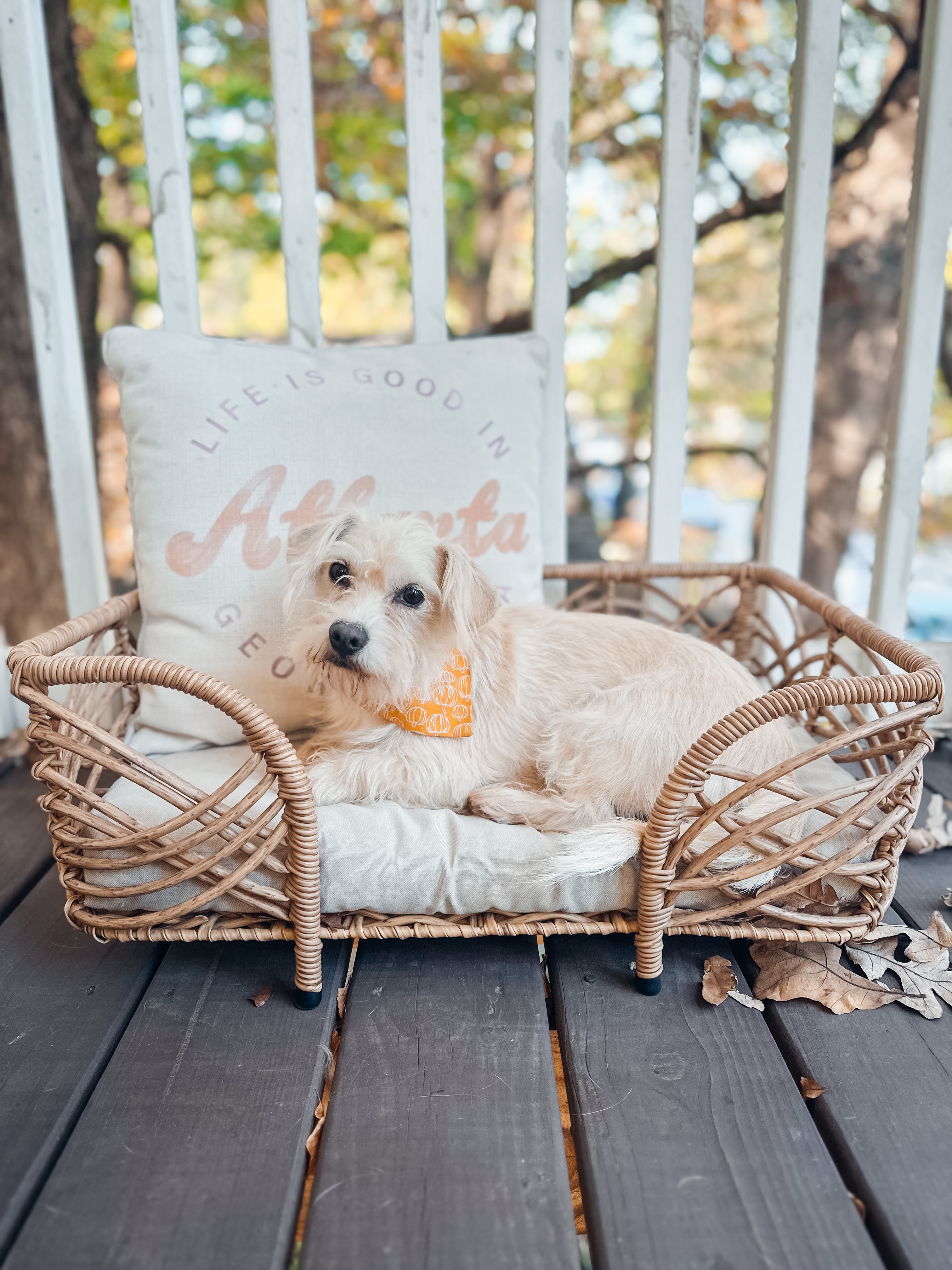 Bitsy, a Adoptable mixed breed in Atlanta, GA image 6/6