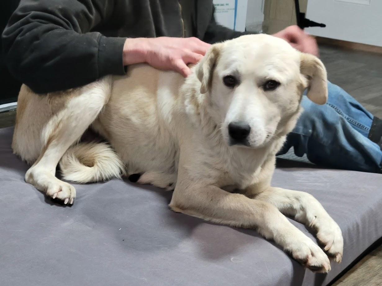 Mable 439-25, ADOPTABLE, Adult Female Yellow Labrador Retriever.