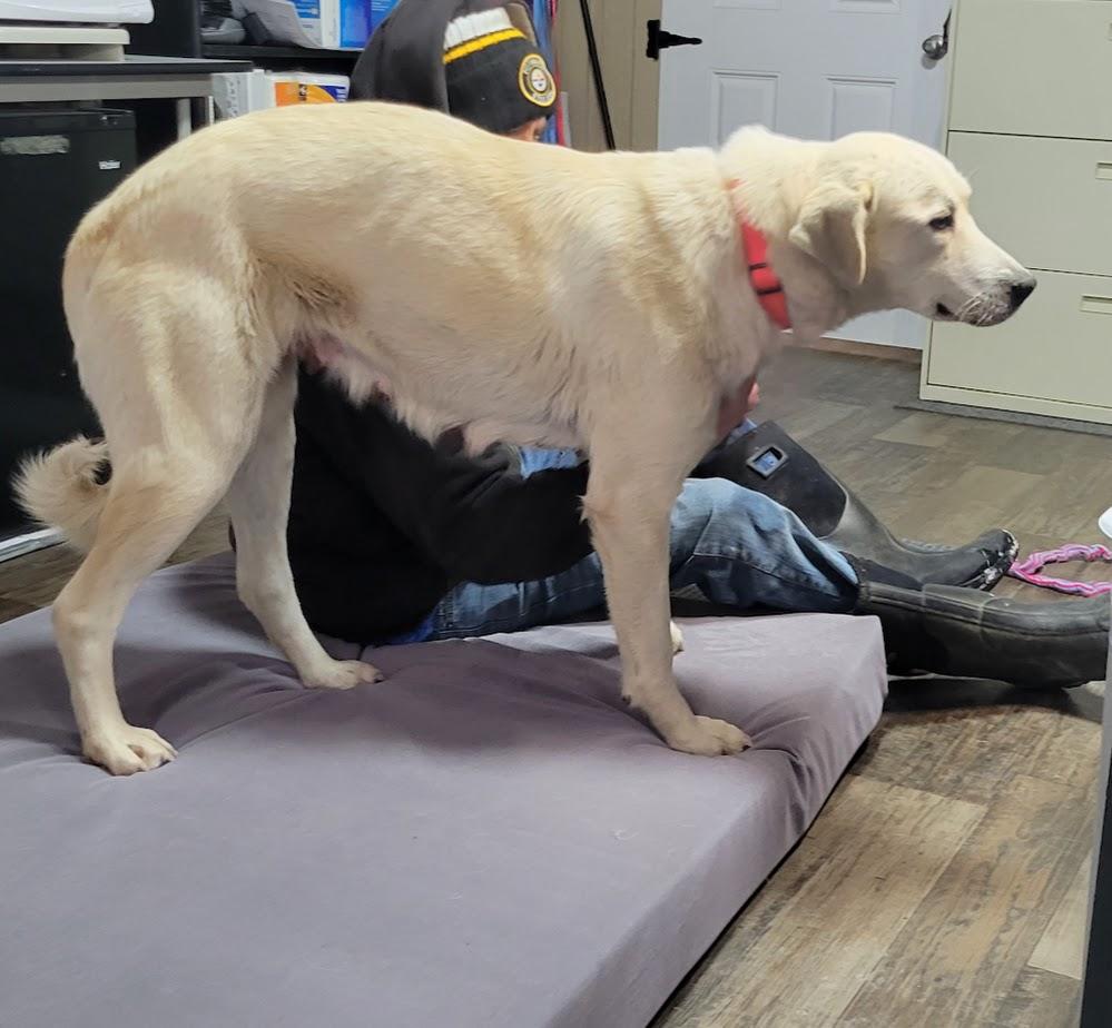 Mable 439-25, a ADOPTABLE mixed breed in Cambridge, OH image 3/3