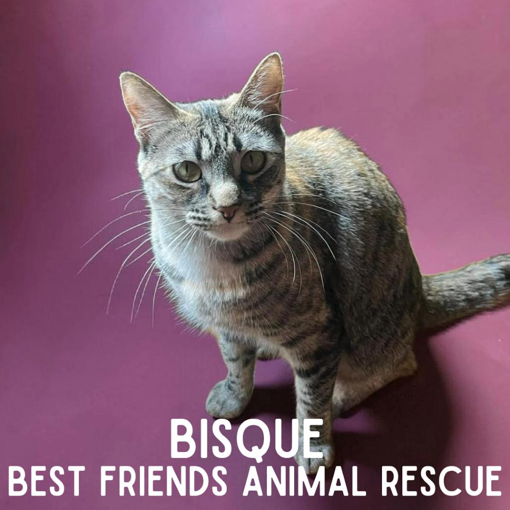 Bisque, a Adoptable Domestic Medium Hair in Wasilla, AK image 1/6