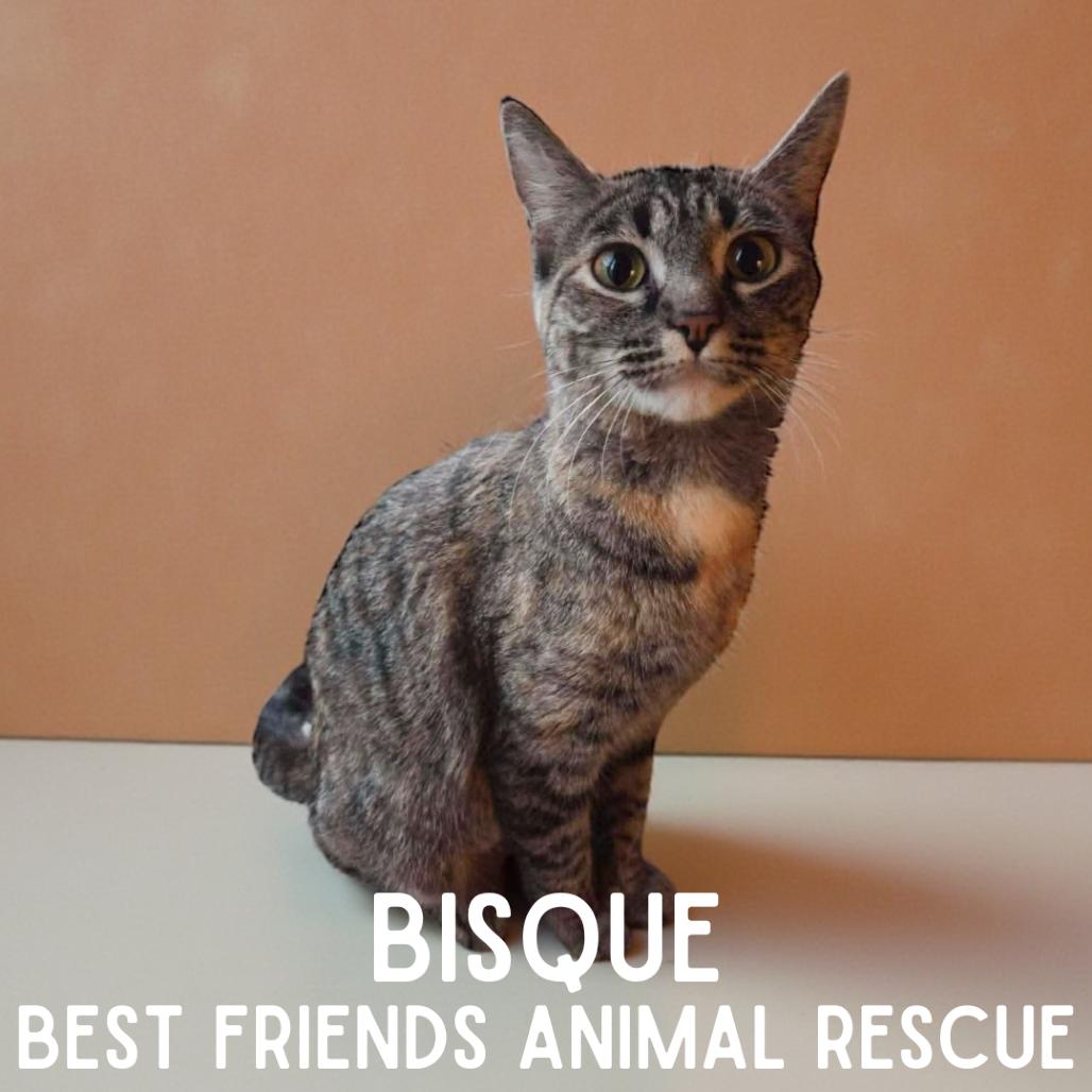Bisque, Adoptable, Young Female Domestic Medium Hair.