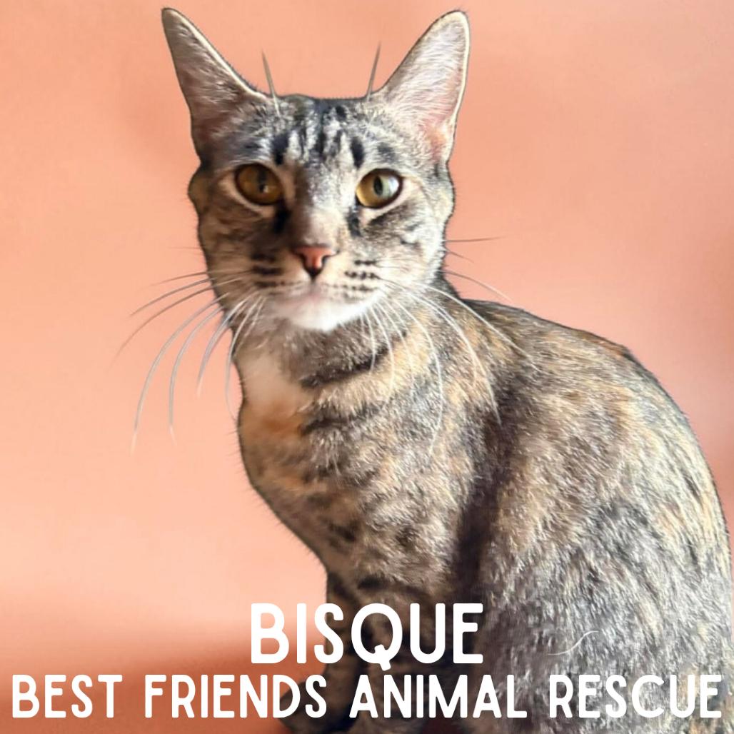 Enlarge Bisque, a Adoptable Domestic Medium Hair in Wasilla, AK image 2/6