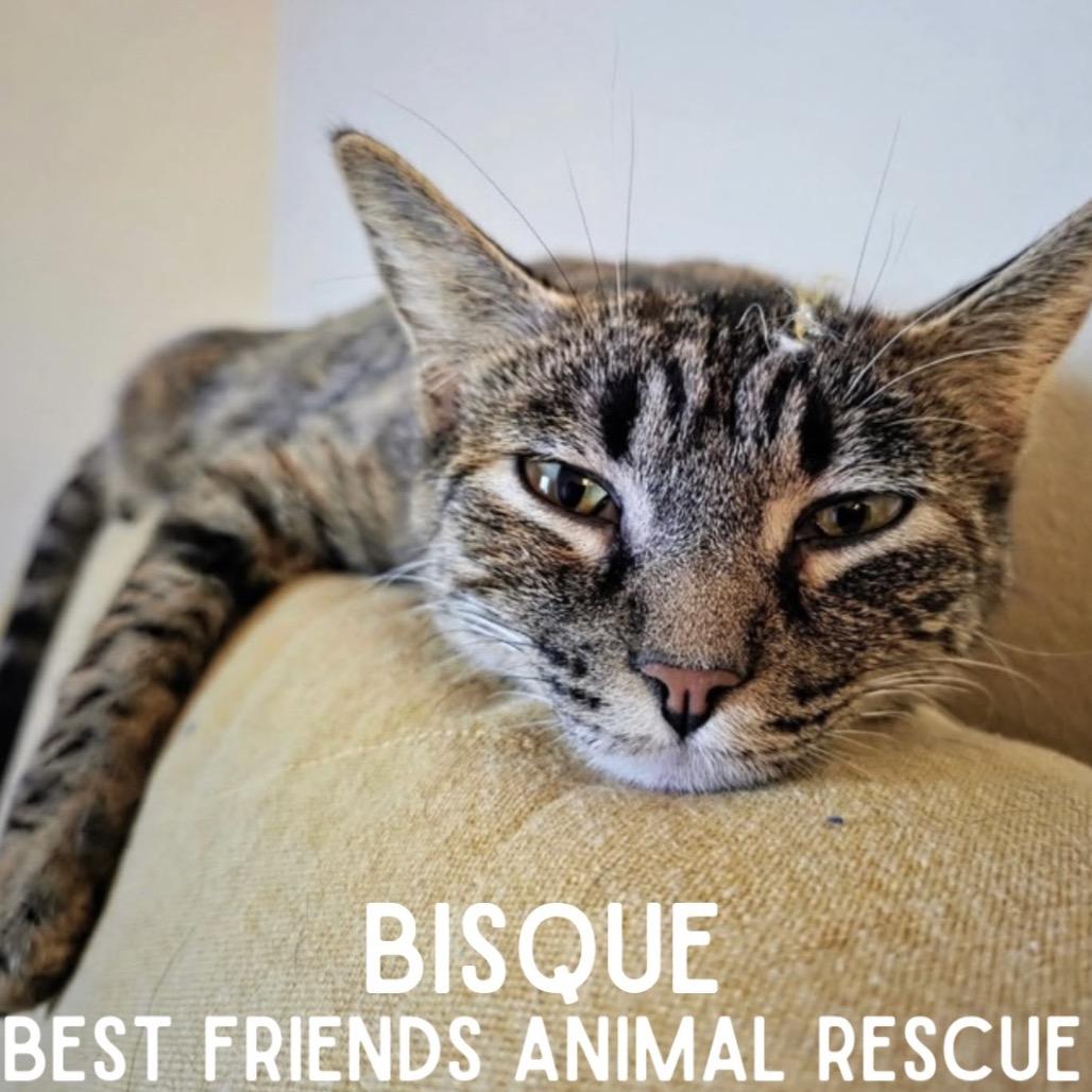 Enlarge Bisque, a Adoptable Domestic Medium Hair in Wasilla, AK image 2/4