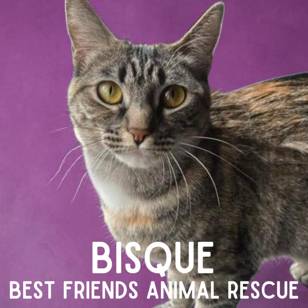 Enlarge Bisque, a Adoptable Domestic Medium Hair in Wasilla, AK image 4/6