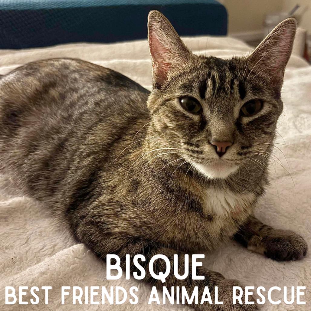 Enlarge Bisque, a Adoptable Domestic Medium Hair in Wasilla, AK image 3/4