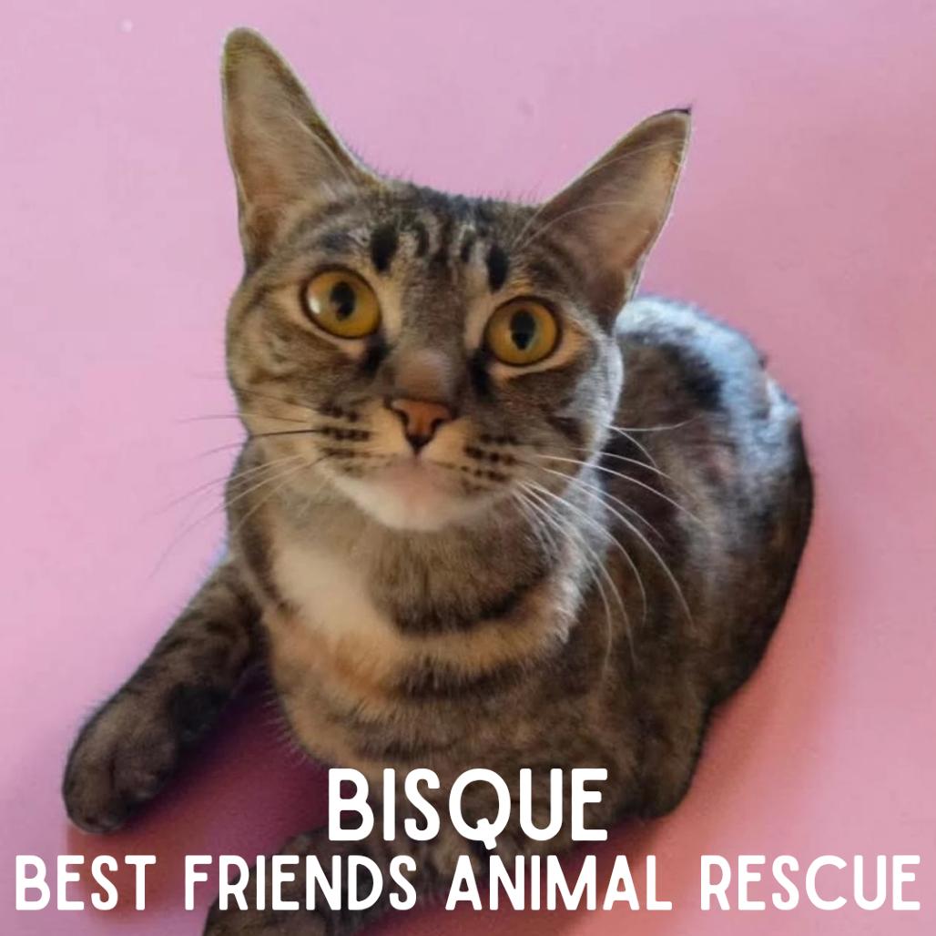 Bisque, a Adoptable Domestic Medium Hair in Wasilla, AK image 5/6