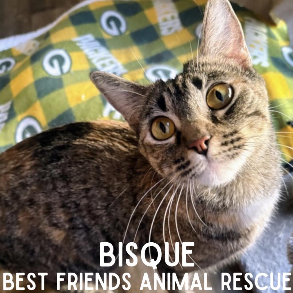 Enlarge Bisque, a Adoptable Domestic Medium Hair in Wasilla, AK image 4/4