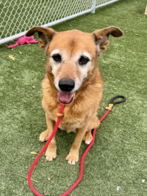 Enlarge ROCHE, a Adoptable mixed breed in Chatsworth, CA image 1/1